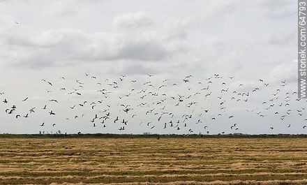 Aves sobre campos de arroz recién cosechados - Departamento de Treinta y Tres - URUGUAY. Foto No. 64793