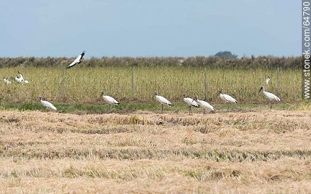 Storks in rice fields - Fauna - MORE IMAGES. Photo #64790