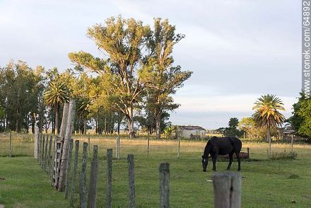 Caballo negro pastando -  - URUGUAY. Foto No. 64892