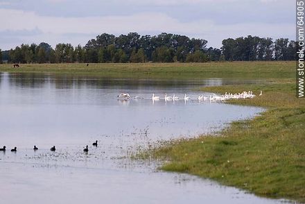 White geese -  - URUGUAY. Photo #64905