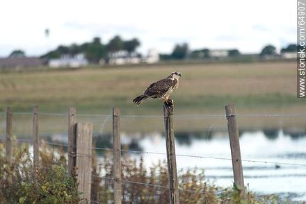 Hawk on a pole -  - URUGUAY. Photo #64907