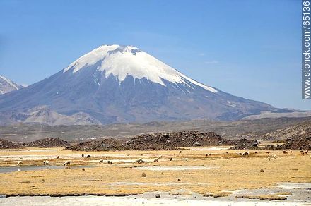 Volcán Parinacota. Pastoreo de llamas. - Chile - Otros AMÉRICA del SUR. Foto No. 65136