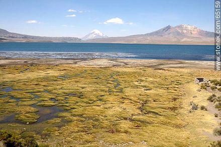 Chungará Lake. Bofedal. Volcano Sajama and Kishi Quisini. - Chile - Others in SOUTH AMERICA. Photo #65159