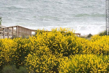 Aromos blossoms surrounding the beach - Department of Maldonado - URUGUAY. Photo #65369