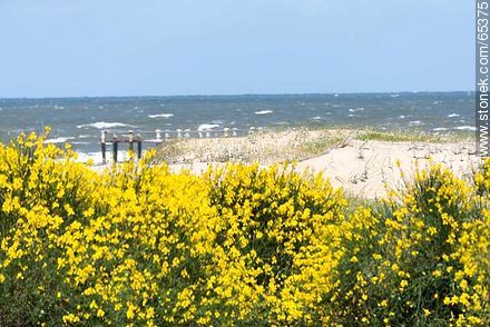 Aromos blossoms surrounding the beach - Department of Maldonado - URUGUAY. Photo #65375