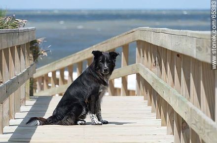 Dog on a wooden pedestrian access to the beach - Department of Maldonado - URUGUAY. Photo #65383