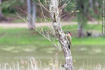 Red neck woodpecker - Fauna - MORE IMAGES. Photo #65396