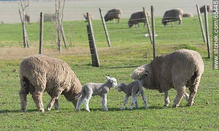 Sheep and lambs - Fauna - MORE IMAGES. Photo #65445