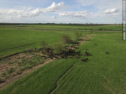 Aerial view of Angus cattle in the field - Fauna - MORE IMAGES. Photo #65658