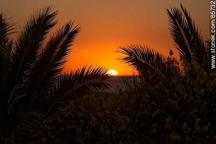 Puesta de sol entre las palmeras - Departamento de Maldonado - URUGUAY. Foto No. 65732