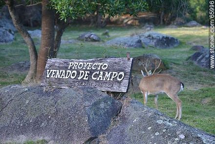 Venado de campo - Department of Maldonado - URUGUAY. Photo #65996
