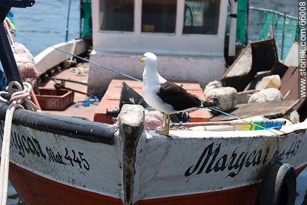 Gaviota cocinera en un barco pesquero - Punta del Este y balnearios cercanos - URUGUAY. Foto No. 66008