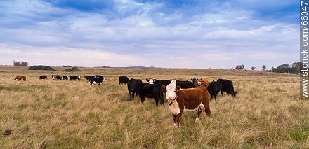 Cattle in the field -  - URUGUAY. Photo #66047