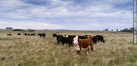 Cattle in the field - Fauna - MORE IMAGES. Photo #66046