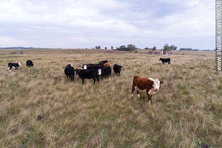 Cattle in the field - Fauna - MORE IMAGES. Photo #66036