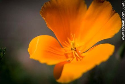 Golden poppy, California sunlight, cup of gold  - Flora - MORE IMAGES. Photo #66240