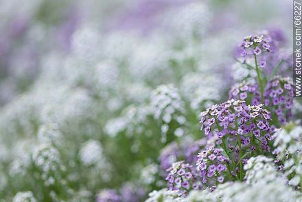 Alisos blancos y violetas - Flora - IMÁGENES VARIAS. Foto No. 66227