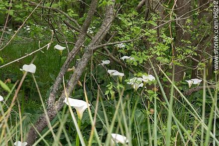 Calla Lilies in the Forest - Flora - MORE IMAGES. Photo #66212