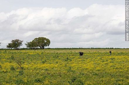 Flowery field with a couple of calves -  - URUGUAY. Photo #66210