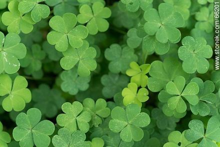 Clovers - Flora - MORE IMAGES. Photo #66201