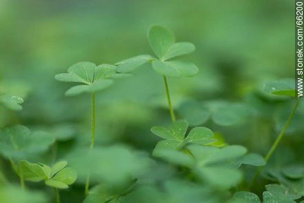 Clovers - Flora - MORE IMAGES. Photo #66200