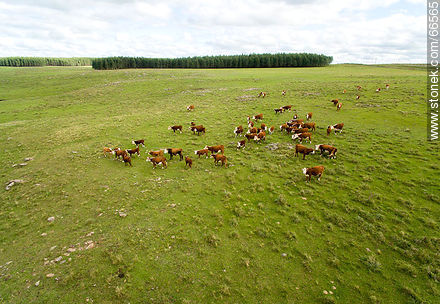 Vista aérea de ganado vacuno raza Hereford - Fauna - IMÁGENES VARIAS. Foto No. 66565
