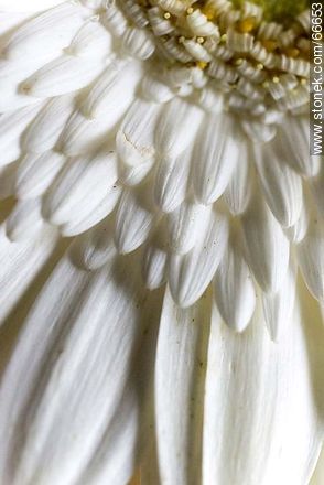 Margarita de pétalos blancos - Flora - IMÁGENES VARIAS. Foto No. 66653