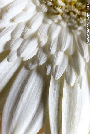 Margarita de pétalos blancos - Flora - IMÁGENES VARIAS. Foto No. 66652