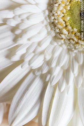 Daisy with white petals - Flora - MORE IMAGES. Photo #66650