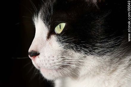 Black and white cat - Fauna - MORE IMAGES. Photo #66649