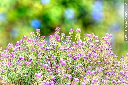 Alisos violetas - Flora - IMÁGENES VARIAS. Foto No. 66646
