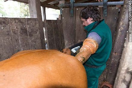 Artificial insemination in cattle - Fauna - MORE IMAGES. Photo #66645