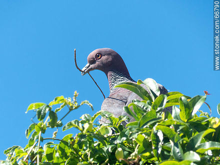 Picazuro pigeon with a branch on its beak building a nest - Fauna - MORE IMAGES. Photo #66790