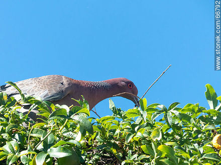 Paloma picazuro con una rama en el pico armando un nido - Fauna - IMÁGENES VARIAS. Foto No. 66792