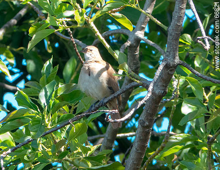 Ovenbird on a avocado tree - Fauna - MORE IMAGES. Photo #66821