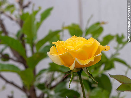 Rosa amarilla - Flora - IMÁGENES VARIAS. Foto No. 66815