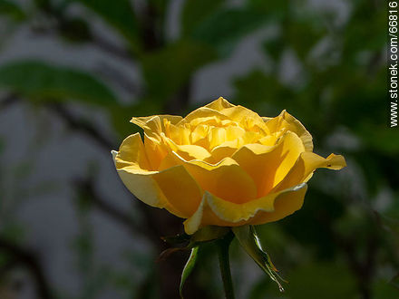 Yelow rose - Flora - MORE IMAGES. Photo #66816
