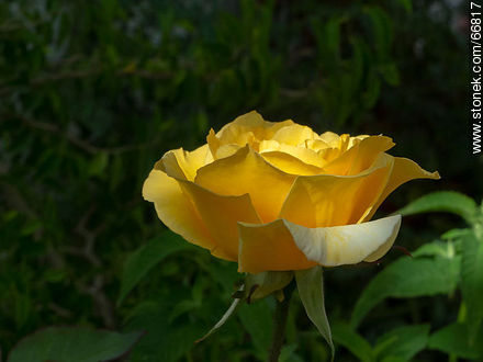 Yelow rose - Flora - MORE IMAGES. Photo #66817