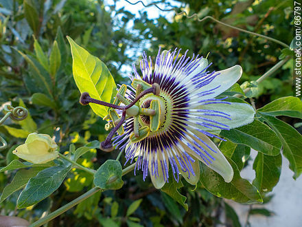 Pasionaria azul - Flora - IMÁGENES VARIAS. Foto No. 66797