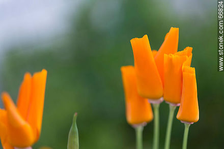 California poppy, golden poppy, California sunlight, cup of gold - Flora - MORE IMAGES. Photo #66824