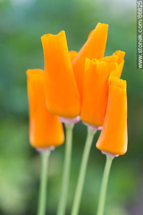 California poppy, golden poppy, California sunlight, cup of gold - Flora - MORE IMAGES. Photo #66825