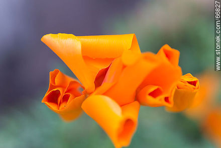 Dedal de oro, flor del inca. Se cierra al atardecer - Flora - IMÁGENES VARIAS. Foto No. 66827