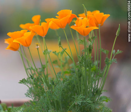 California poppy, golden poppy, California sunlight, cup of gold - Flora - MORE IMAGES. Photo #66834