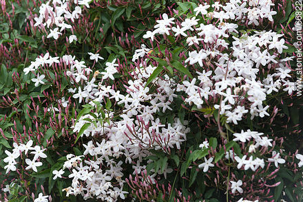 Pink jasmine or white jasmine - Flora - MORE IMAGES. Photo #66822