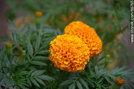 Flor copete anaranjada - Flora - IMÁGENES VARIAS. Foto No. 66785