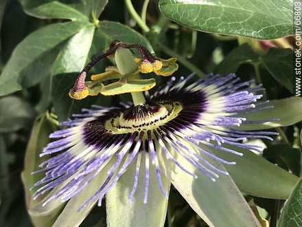 Blue passionflower - Flora - MORE IMAGES. Photo #66803