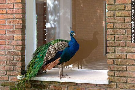Peacock in a window - Lavalleja - URUGUAY. Photo #67321