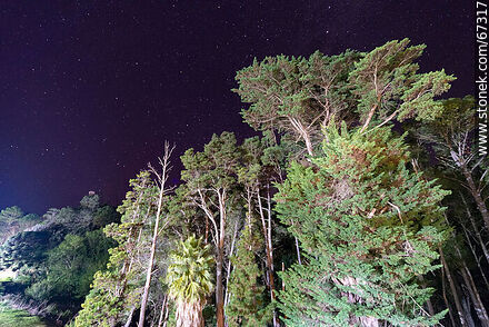 Trees illuminated at night - Lavalleja - URUGUAY. Photo #67317