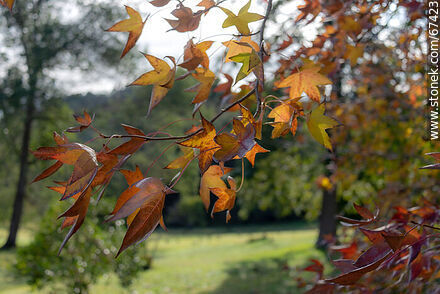 Trees in Autumn - Flora - MORE IMAGES. Photo #67423