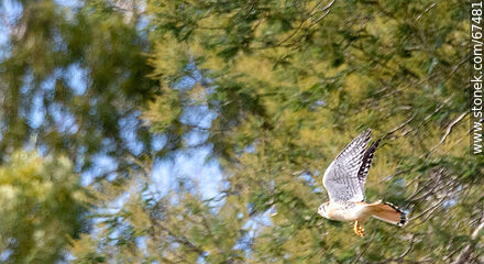 Flying Little hawk - Lavalleja - URUGUAY. Photo #67481